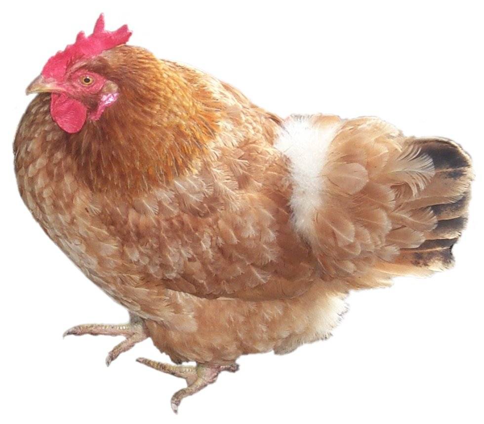 Chicken4.jpg